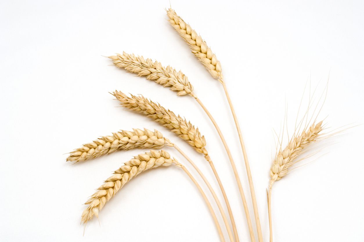 buy wheat online